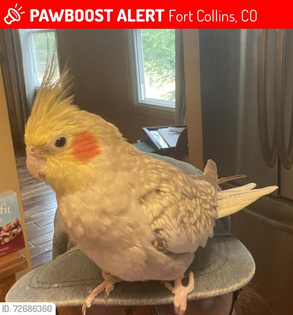 Lost Female Bird last seen Highway 1 and Eagle Lake Dr., Fort Collins, CO 80524