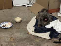 Found/Stray Unknown Dog last seen Pheasant run, Crowley, TX 76036