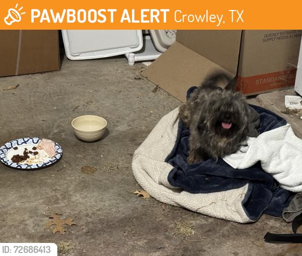 Found/Stray Unknown Dog last seen Pheasant run, Crowley, TX 76036