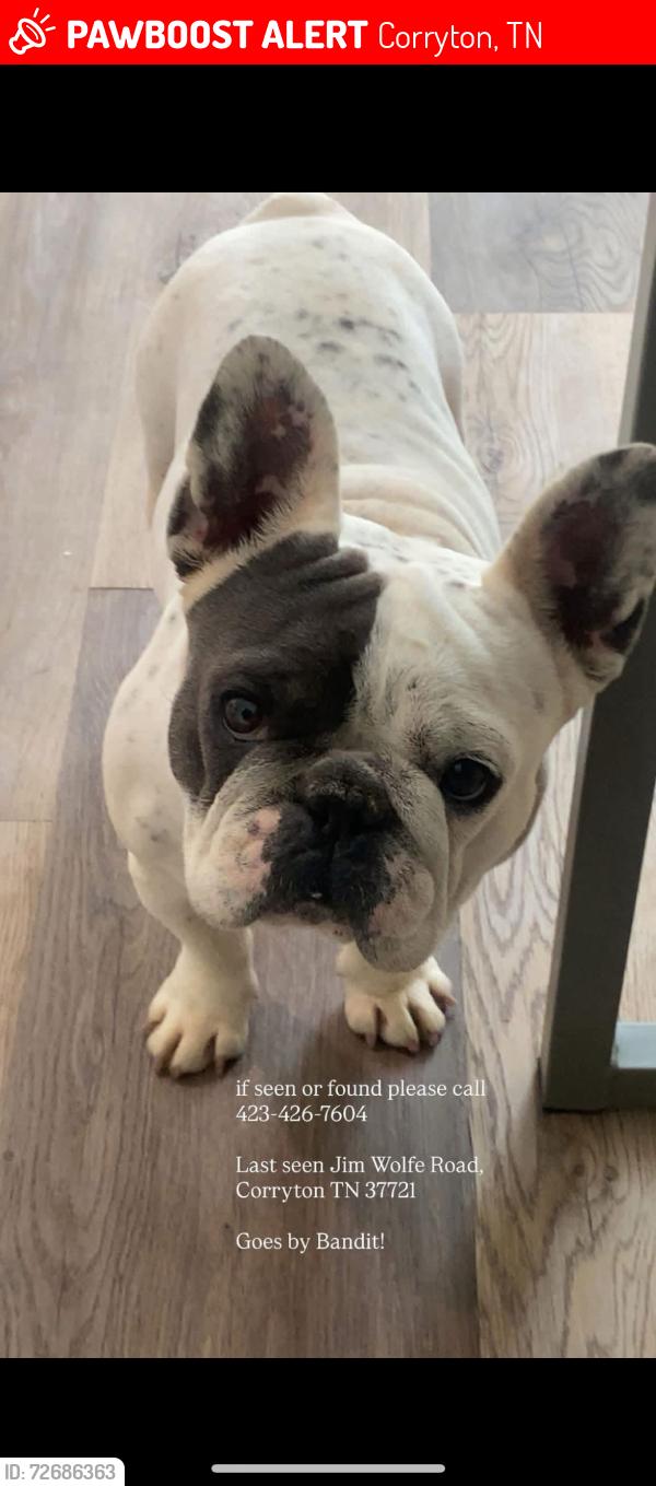 Lost Male Dog last seen Jim Wolfe Rd, Corryton, Corryton, TN 37721