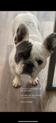 Lost Male Dog last seen Jim Wolfe Rd, Corryton, Corryton, TN 37721