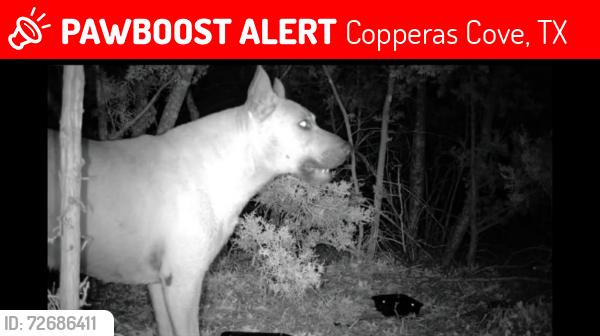 Lost Male Dog last seen Irish ln and okala, Copperas Cove, TX 76522