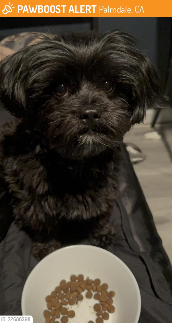 Found/Stray Male Dog last seen 40th st east Palmdale, CA, Palmdale, CA 93550