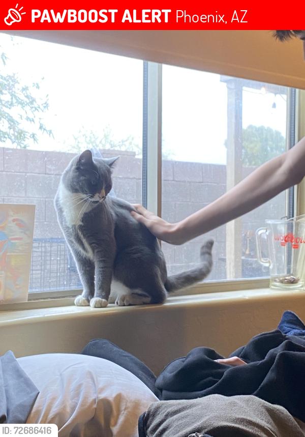 Lost Male Cat last seen E Campo bell dr, Phoenix, AZ 85022