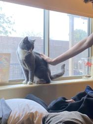 Lost Male Cat last seen E Campo bell dr, Phoenix, AZ 85022