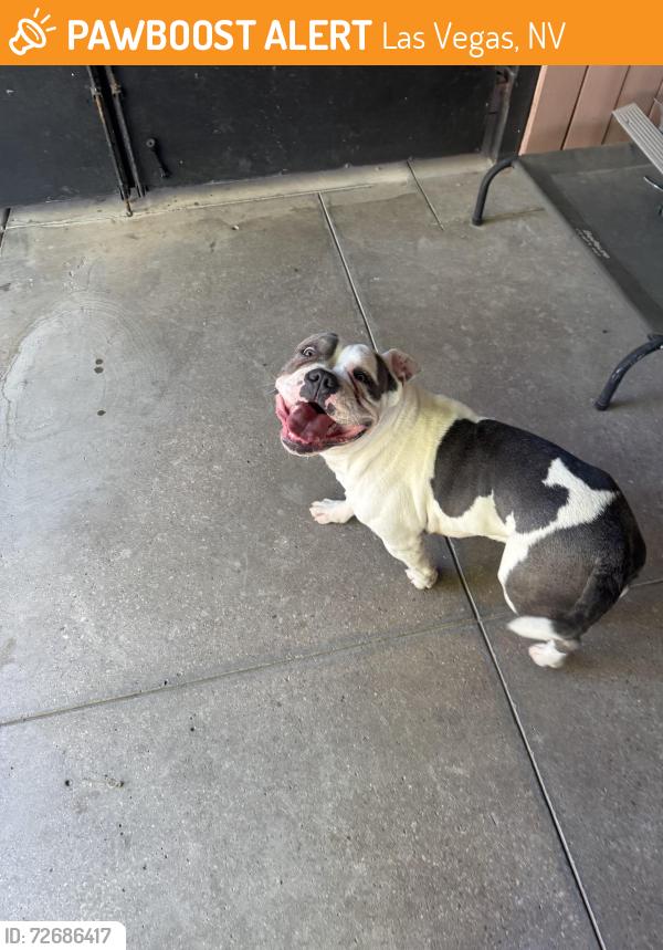 Found/Stray Female Dog last seen Smoke ranch & Decatur , Las Vegas, NV 89108