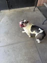 Found/Stray Female Dog last seen Smoke ranch & Decatur , Las Vegas, NV 89108