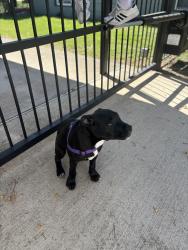 Found/Stray Female Dog last seen Churchill rd and white oak, River Oaks, TX 76114