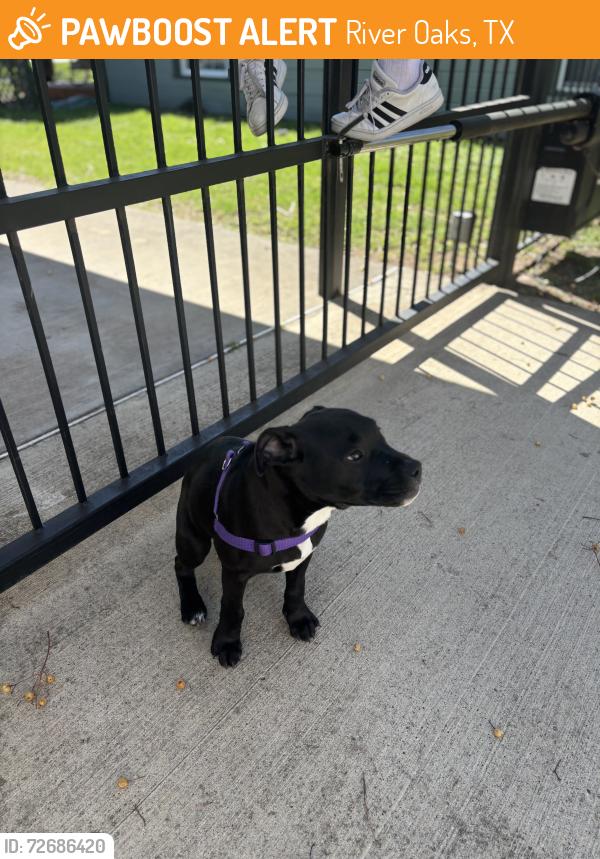 Found/Stray Female Dog last seen Churchill rd and white oak, River Oaks, TX 76114