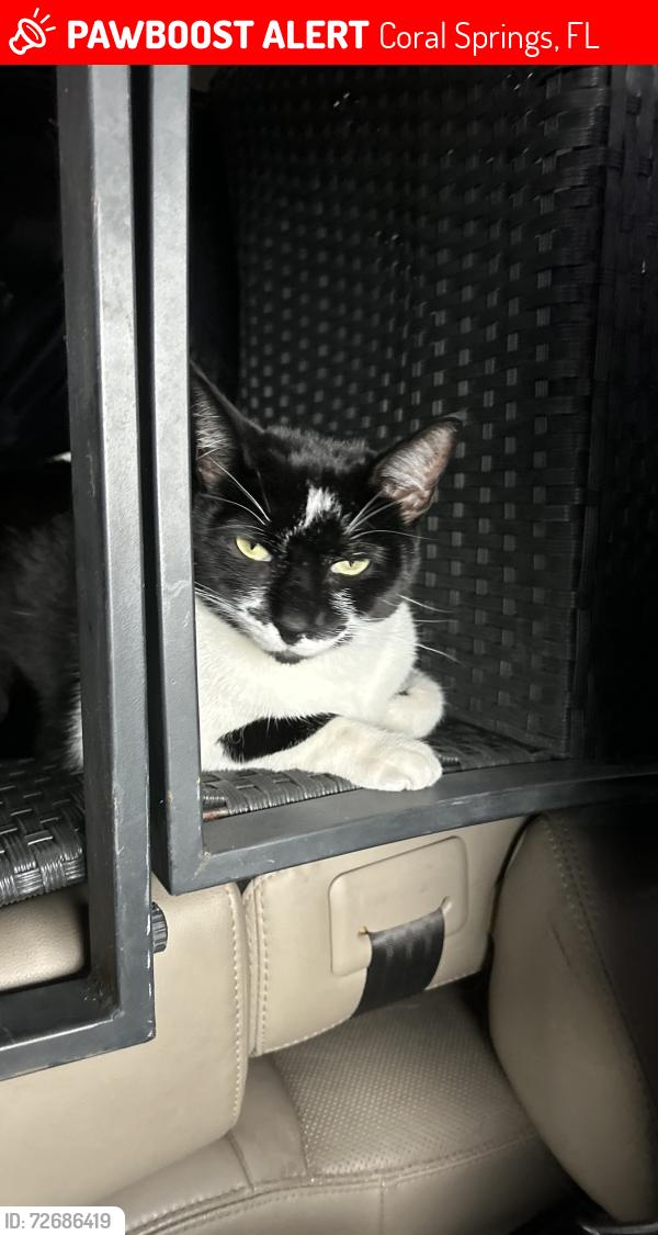 Lost Female Cat last seen Near westview dr, Coral Springs, FL 33076
