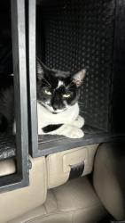 Lost Female Cat last seen Near westview dr, Coral Springs, FL 33076
