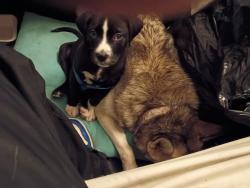 Lost Male Dog last seen 122nd glisan Portland Oregon , Portland, OR 97230
