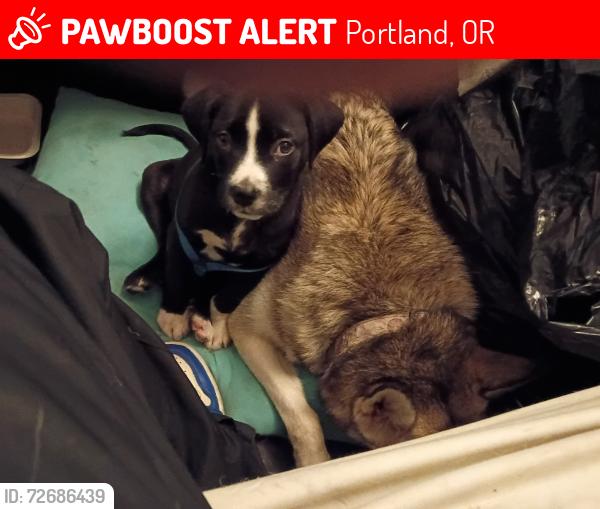 Lost Male Dog last seen 122nd glisan Portland Oregon , Portland, OR 97230