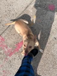 Found/Stray Male Dog last seen Queens Village, Queens, NY 11428