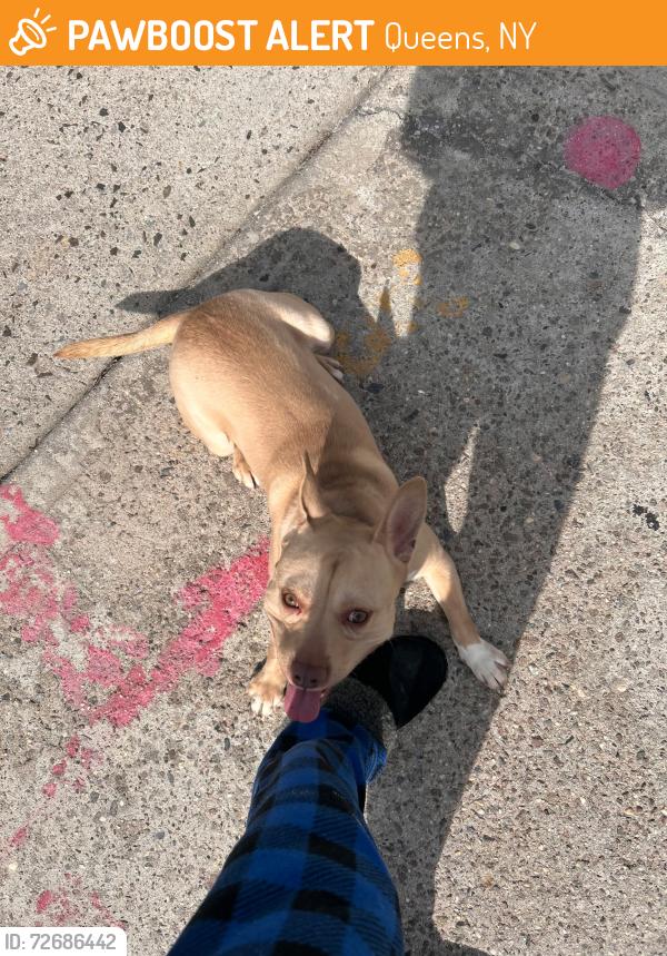 Found/Stray Male Dog last seen Queens Village, Queens, NY 11428