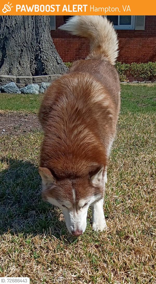Found/Stray Female Dog last seen Mercury & Martha Lee Dr. Behind Royal Farms , Hampton, VA 23666
