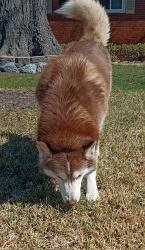 Found/Stray Female Dog last seen Mercury & Martha Lee Dr. Behind Royal Farms , Hampton, VA 23666