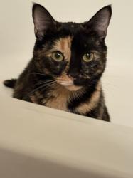 Lost Female Cat last seen Bells ferry Road, Canton, GA 30114