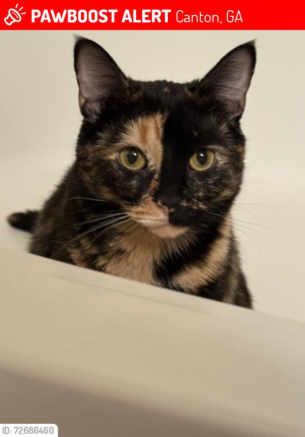 Lost Female Cat last seen Bells ferry Road, Canton, GA 30114
