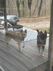 Found/Stray Male Dog last seen River road in between ivy acres RV park and saluda river grill, Piedmont, SC 29673