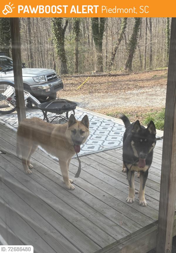 Found/Stray Male Dog last seen River road in between ivy acres RV park and saluda river grill, Piedmont, SC 29673