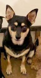 Lost Female Dog last seen Fame Ave and Nevso Dr, Las Vegas, NV 89147