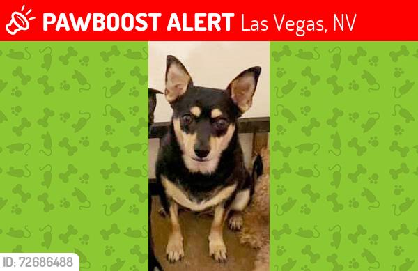 Lost Female Dog last seen Fame Ave and Nevso Dr, Las Vegas, NV 89147