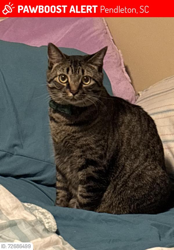 Lost Male Cat last seen Post office Pendleton , Pendleton, SC 29670