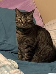 Lost Male Cat last seen Post office Pendleton , Pendleton, SC 29670