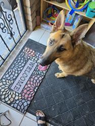 Found/Stray Female Dog last seen Amoro and  La Duena Way, San Diego, CA 92124
