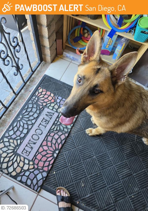 Found/Stray Female Dog last seen Amoro and  La Duena Way, San Diego, CA 92124