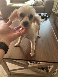 Found/Stray Female Dog last seen Chalka, Virginia Beach, VA 23454