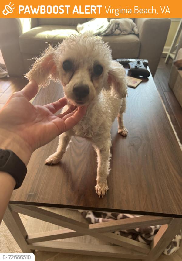 Found/Stray Female Dog last seen Chalka, Virginia Beach, VA 23454