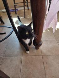 Found/Stray Male Cat last seen North Hills Rio Rancho , Rio Rancho, NM 87144