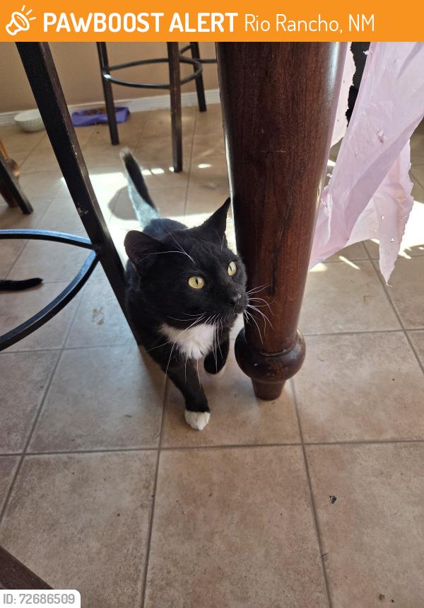 Found/Stray Male Cat last seen North Hills Rio Rancho , Rio Rancho, NM 87144