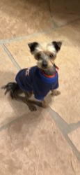 Lost Male Dog last seen Wiley burke ave and Lubec st , Downey, CA 90240