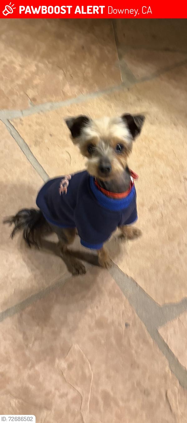 Lost Male Dog last seen Wiley burke ave and Lubec st , Downey, CA 90240