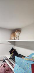 Lost Male Cat last seen Near gates Ave Redondo Beach, Redondo Beach, CA 90278