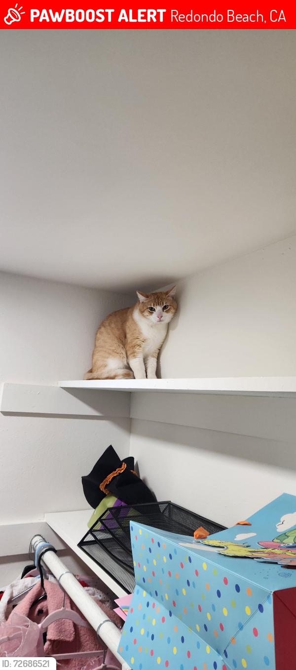 Lost Male Cat last seen Near gates Ave Redondo Beach, Redondo Beach, CA 90278