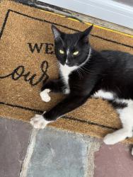 Found/Stray Male Cat last seen Jacobus, Francisco, Little Falls Township, NJ 07424