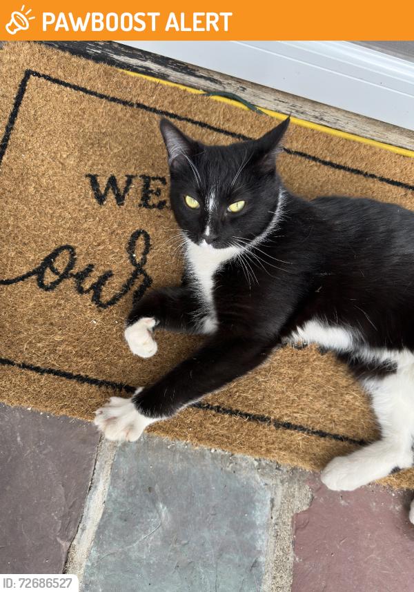 Found/Stray Male Cat last seen Jacobus, Francisco, Little Falls Township, NJ 07424