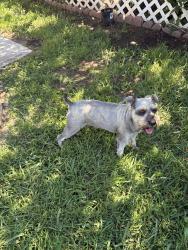 Found/Stray Female Dog last seen Ronald st.,Lincoln Ave. and Marguerita, Riverside, CA 92506
