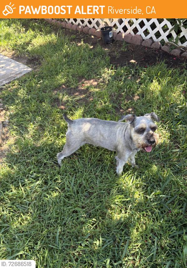 Found/Stray Female Dog last seen Ronald st.,Lincoln Ave. and Marguerita, Riverside, CA 92506