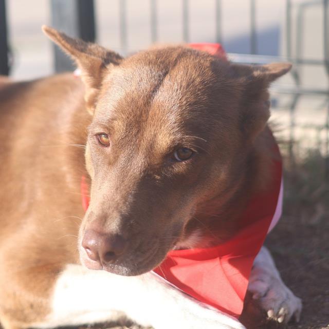 Shelter Stray Female Dog last seen PETTUS, San Antonio, TX 78227