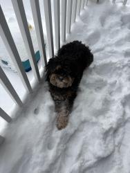 Lost Female Dog last seen Near Hyde Park Ave , Boston, MA 02130