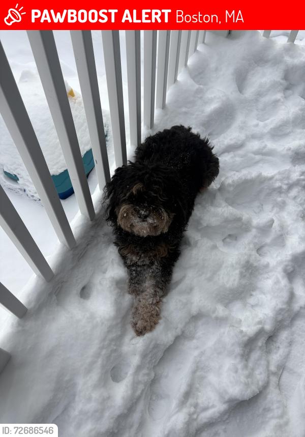 Lost Female Dog last seen Near Hyde Park Ave , Boston, MA 02130