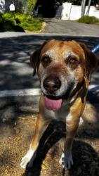 Found/Stray Unknown Dog last seen Santa Fe Dr, Encinitas, CA 92024