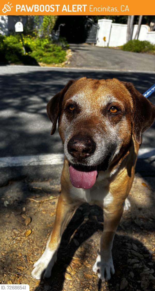 Found/Stray Unknown Dog last seen Santa Fe Dr, Encinitas, CA 92024