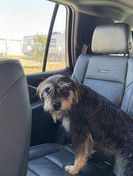 Found/Stray Unknown Dog last seen Winner Foster and Stratman Rd, Fort Bend County, TX 77406