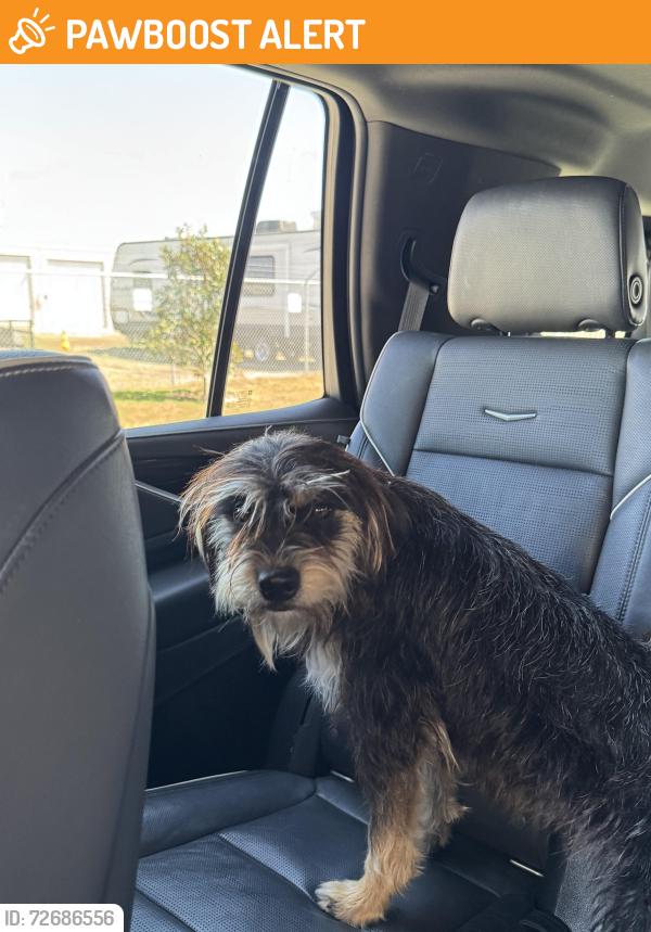 Found/Stray Unknown Dog last seen Winner Foster and Stratman Rd, Fort Bend County, TX 77406